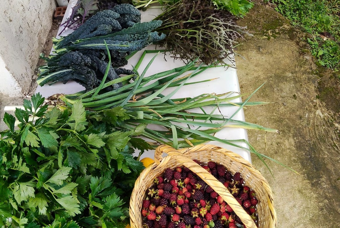 Proyecto Bosque Comestible - Setas del Valle S.A.S 1 Agricultura y regeneracion Bosque-comestible-5-destacada
