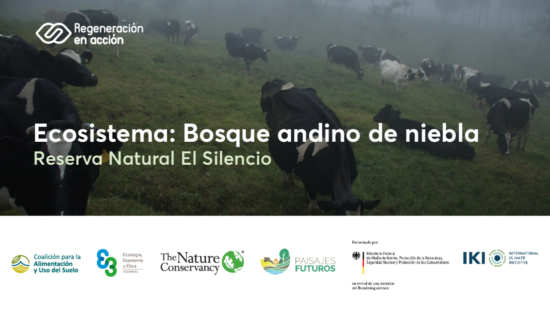 Ecosistema: Bosque andino de niebla – Reserva Natural El Silencio
